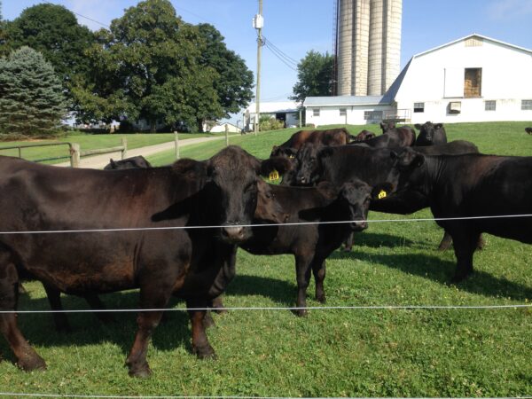 Smoker family cattle image scaled