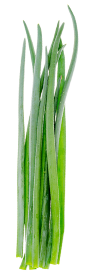 scallions scallions