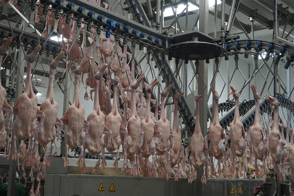 JJS duck poultry processing