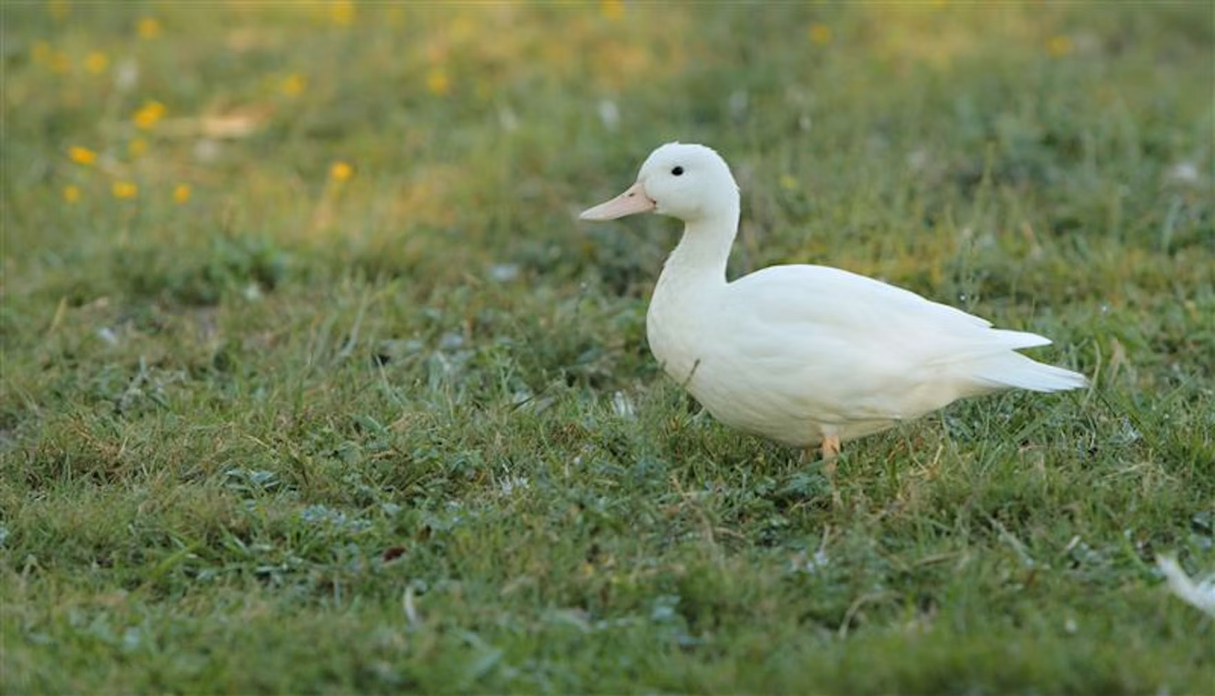 white pekin duck